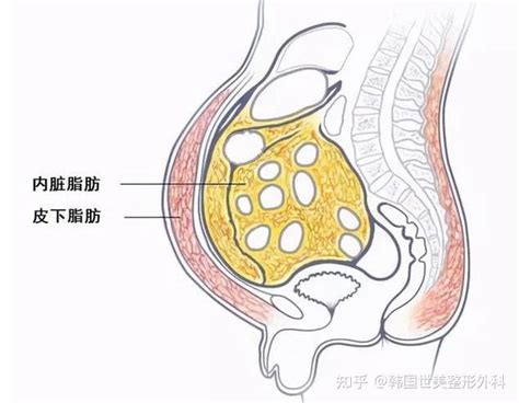 脂肪长在哪儿可怕？区分清楚皮下脂肪、内脏脂肪和管道脂肪 知乎