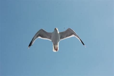 Kostenlose foto Meer Wasser Vogel Flügel Seevogel Fliege Schiff