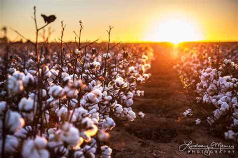 The Endless Cotton Fields of West Texas – TravLin Photography