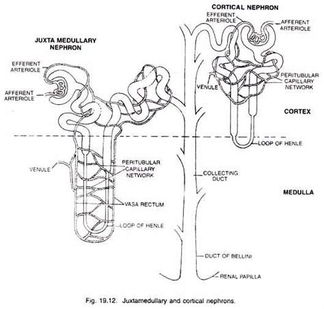 Nephron diagram | Healthiack