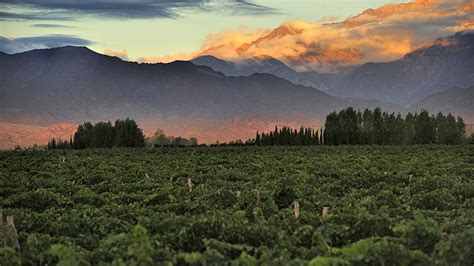 Mendoza Argentina the Scent of Malbec Wine - Literal Magazine