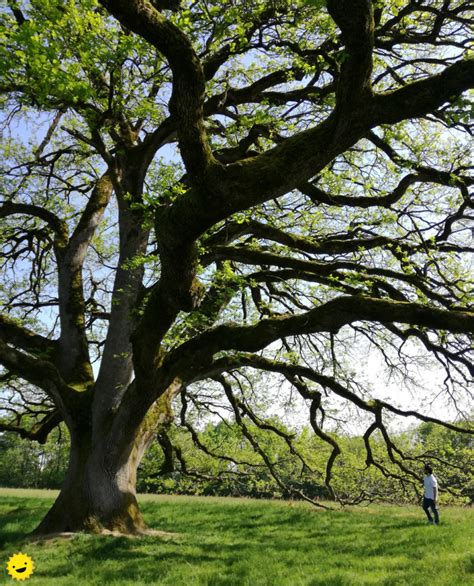 Le Chêne De Tombeboeuf Arbre Remarquable De France Le Cookie Trotteur