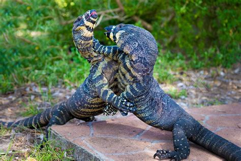 Two Lace Goannas Australian Monitor Lizards Fighting Ferociously