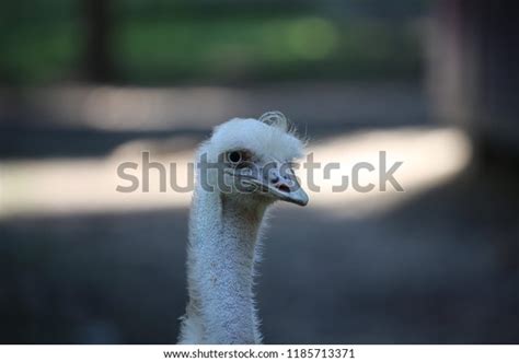 Moa Bird: Over 185 Royalty-Free Licensable Stock Photos | Shutterstock