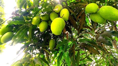 Many Mango On Trees । पेड़ पर आ गए Unlimited आम । Mango Farming