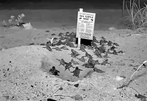 Video: Camera catches sea turtles hatching - Extra