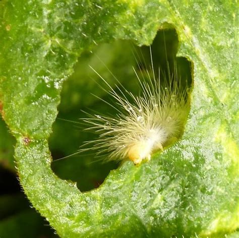 What Bug Spilosoma Virginica Bugguide Net