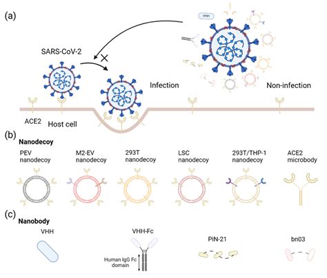 Viruses Free Full Text Biomimetic Nanotechnology For Sars Cov 2