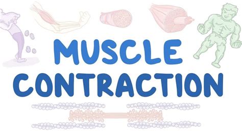 MUSCLE CONTRACTION | MYOFIBRIL | SARCOLEMMA | FUNCTION OF MUSCLES - YouTube