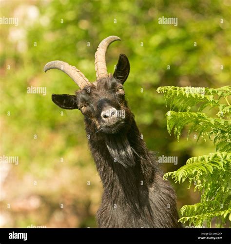 Close Up Of Head Of Wild Black Goat Against Green Background Of