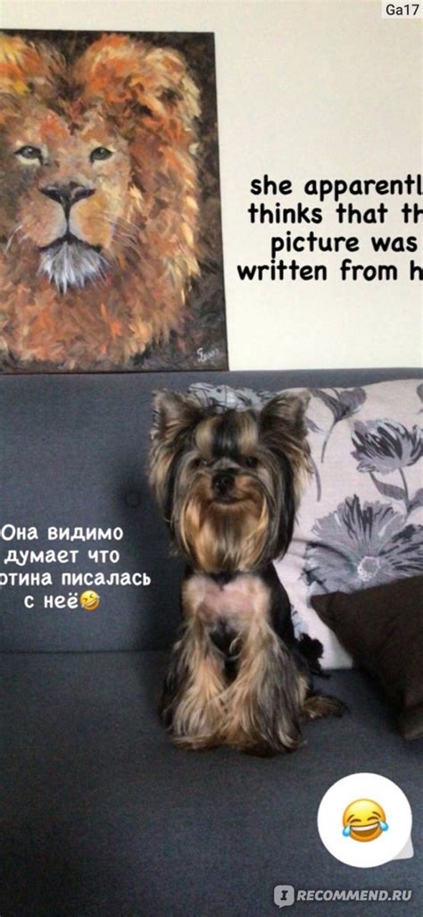 Йоркширский терьер / Йоркшир - «Самая душевная собака» | отзывы