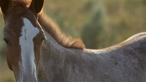 Coneta Nació un potrillo con un solo ojo y el hocico invertido El Esquiu