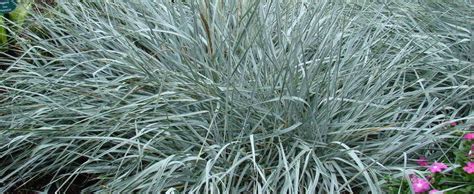 Blue Lyme Grass Sand Rye Grass Leymus Arenarius Blue Dune