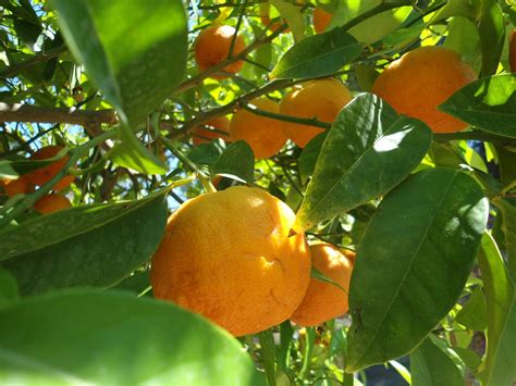 Orange Frucht Kostenloses Foto Auf Pixabay Pixabay