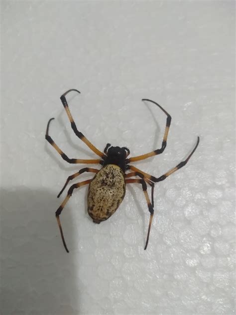 African Hermit Spider From Vila Rica Gov Valadares MG Brasil On