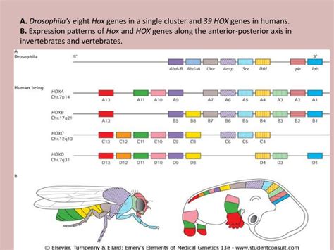 Ppt Homeobox Genes Powerpoint Presentation Id 2129427