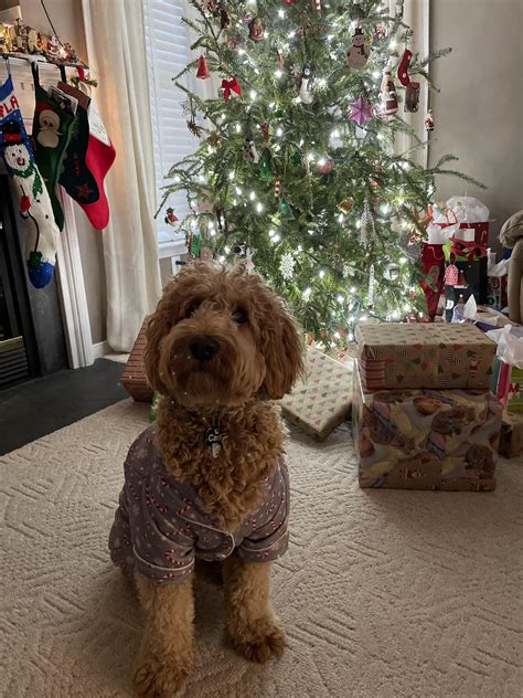 Merry Christmas From Sweet Carly Rgoldendoodles