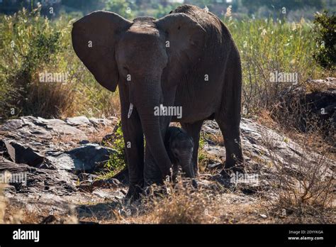 A mama and baby elephant in South Africa Stock Photo - Alamy