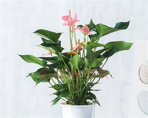 室内观叶植物的特点有什么（适合室内种植的观叶植物介绍）花植网