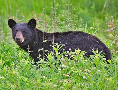 Alabama State Mammal | Black Bear