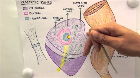 Prostate Zones Anatomy Anatomical Charts Posters