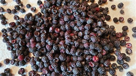 Best Black Raspberry Plants