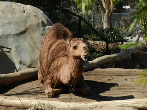 Dromedary Camel by PonchoFirewalker01 on DeviantArt