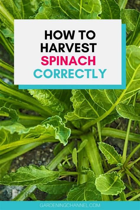 How Do You Harvest Spinach So It Keeps Growing Gardening Channel