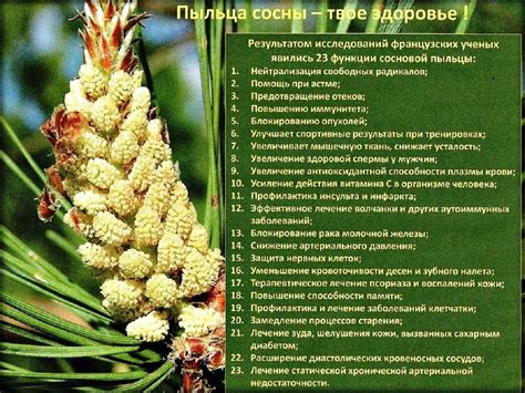 Сосновая пыльца | Траволечение, Диета для набора веса, Фитотерапия