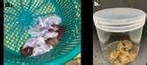 -Fermented products of eel digestive organs (a) before fermentation and ...