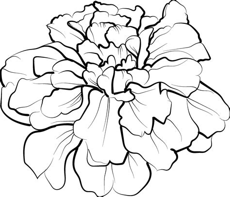 Simple Marigold Line Drawing Marigold Flower Tattoo Drawing