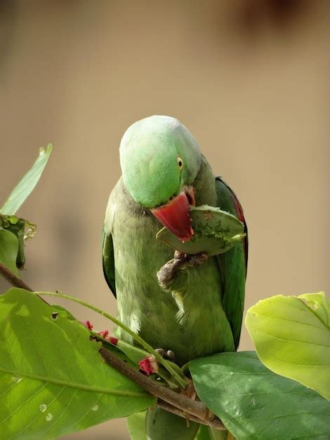 El Periquito Alejandrino Posado En Una Planta Foto Premium