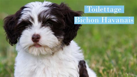 Toilettage Bichon Havanais By Biogance Youtube