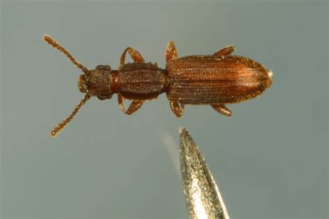 Sawtoothed Grain Beetle Oryzaephilus Surinamensis L