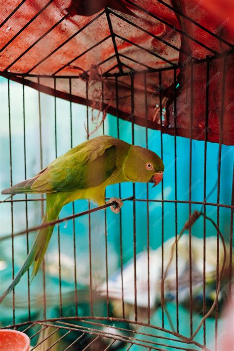 Premium Photo | Green parrot in a bird cage