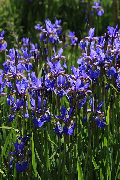 What Are The Different Types Of Iris Flowers Gardeners Path