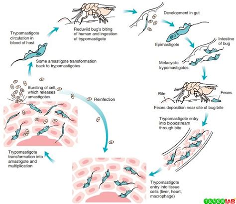 Trypanosoma Lewisi Life Cycle