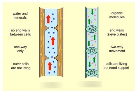 XYLEM and PHLOEM Diagram | Quizlet