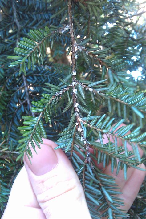 Hemlock Health Care - Andrew's Arboriculture