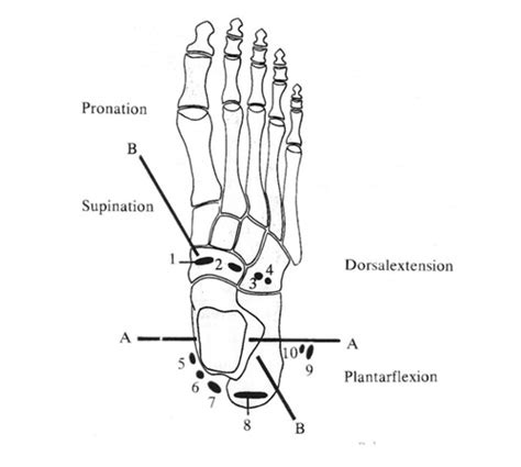 Funktionelle Anatomie Flashcards Quizlet