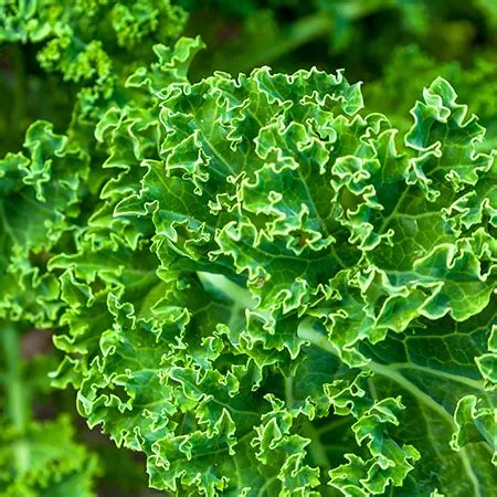 Kale Archives | Heavenly Seed