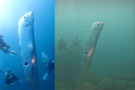 Peixe Gigante Flagrado Por Mergulhadores De Taiwan Veja V Deo