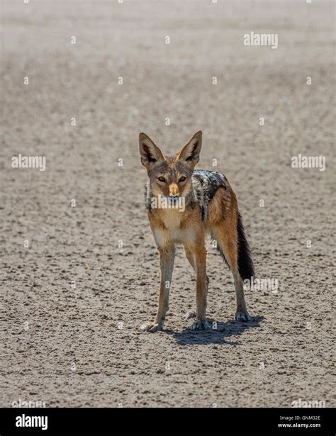 Black Backed Jackal Canis Mesomelas Etosha National Park Iceland