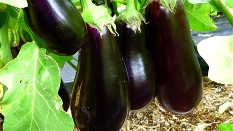 Top 10 Tips For Growing Eggplant Youtube