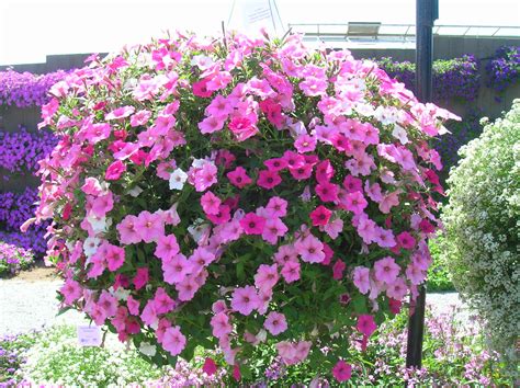 Will Petunias Grow In Mulch at Darnell Johnson blog