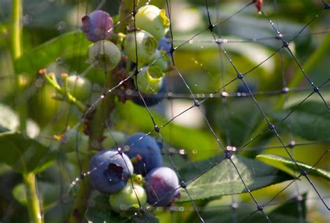 How To Protect Fruit Trees From Birds ⋆ Big Blog Of Gardening