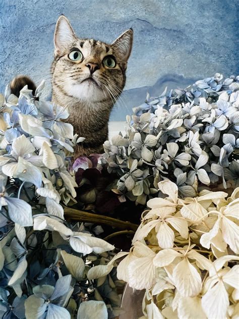 hydrangea dangerous cats