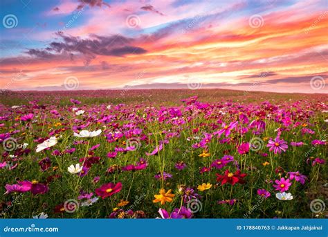 Beautiful And Amazing Of Cosmos Flower Field Landscape In Sunset Stock