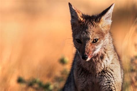 10 Wildlife Photography Tips For Beginners Iceland Photo Tours