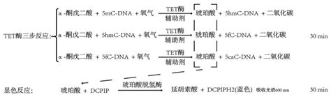 Tet酶活性测定方法及tet酶活性小分子激活剂或抑制剂的高通量筛选方法与流程